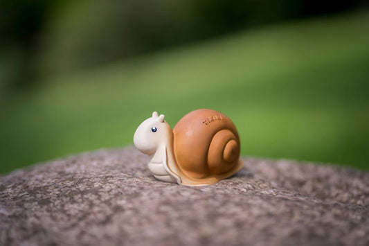 Escargot du Jardin, vue 2 – Tikiri