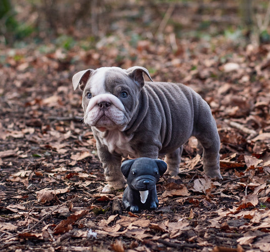 Puppy Parade, French Bulldog
