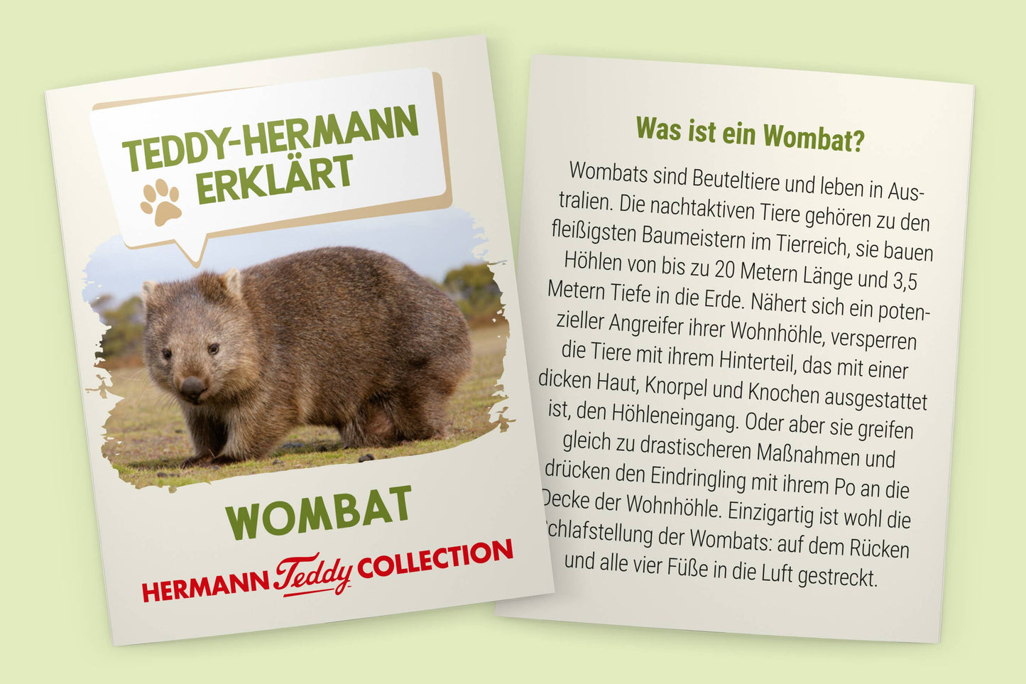 Peluche Wombat
